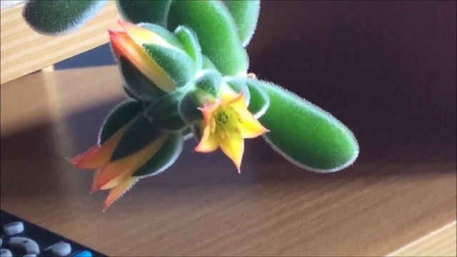 ECHEVERIA PULVINATA FLOWERING смотреть онлайн