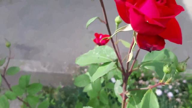 Цветы моего сада. Розы