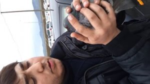 Как поймать голубя