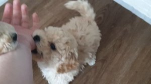 7. Пушон (Цветной Бишон) щенки