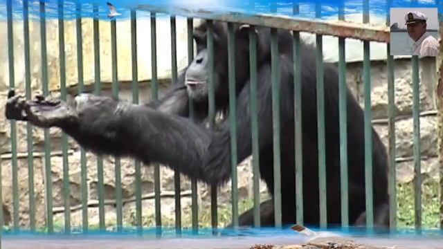 Встреча с шимпанзе. Шимпанзе говорит как гастарбайтер. Шимпанзе просит как Бородач смотреть онлайн