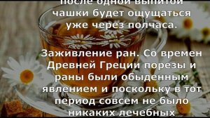 Ромашковый чай и его мощные целебные свойства