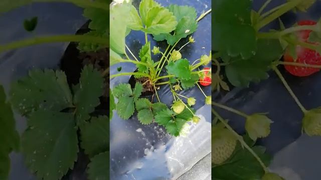 Клубника Викода крупноплодные вкусный сорт смотреть онлайн