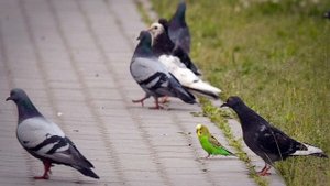 Попугай улетел. Что делать и как вернуть его домой?