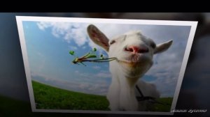 Песня про козу.