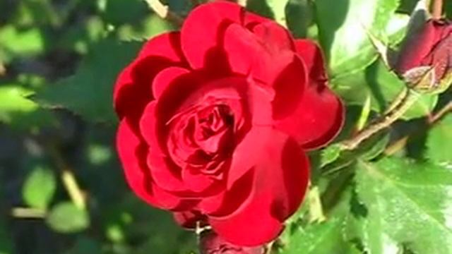 Троянда Торнадо. смотреть онлайн