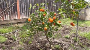 Красные, кровавые апельсины и их польза.