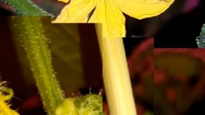 Огурец "Балконный F1"