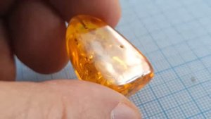Как Отличить Подделку Янтарного Кулона с Насекомыми! Услуги Геммолога и Энтомолога +380955855588