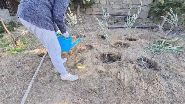 Посадка Оливковых Деревьев