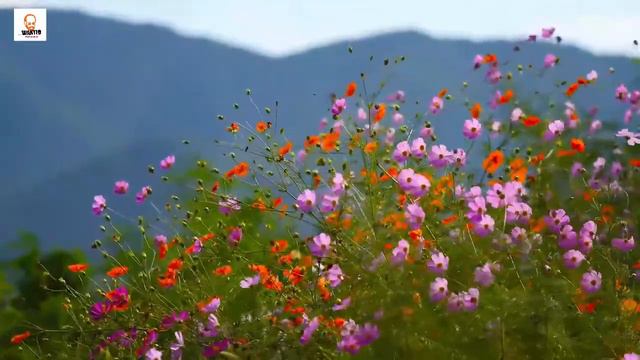 Late Blooming Flowers - Improvised Piano Piece смотреть онлайн