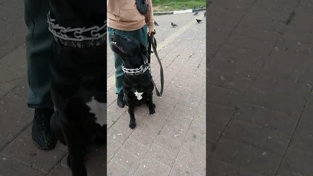 Rare breed of dog Cane Corso(Редкая порода собаки Кане-Корсо)