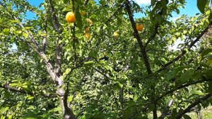 Алыча Подарок Санкт-Петербургу, плоды. Видео - 3