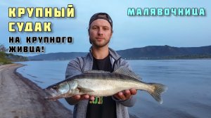 Судак на крупного живца, ловля Малявочницой - Рыбалка с берега на Волге в Тольятти осенью в сентябре