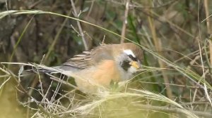 Pepitero Chico, Saltatricula multicolor, Many-colored Chaco-finch, Carpintería, San Luis.