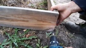 Фундук: омолаживаем старый куст, делаем отводки
