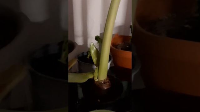 Мне для счастья надо не много. Гиппеаструм сегодня расцвел.#гиппеаструмцветет смотреть онлайн