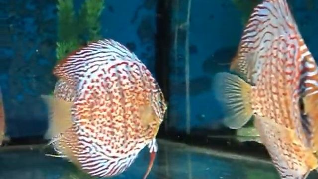 дискусы леопарды и леопардовая змеиная кожа смотреть онлайн