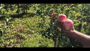 Яблоня сорт Суйслепское Малиновка