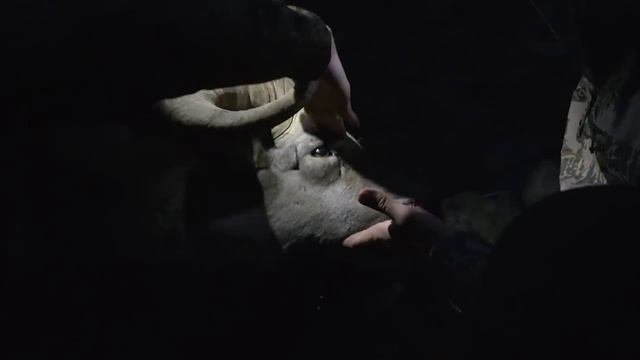 Камчатка - охота на снежного барана. Охота (Охотник и рыболов)