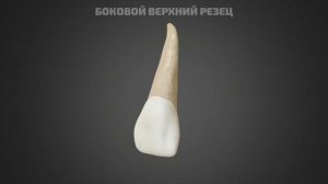Анатомия резцов верхней челюсти
