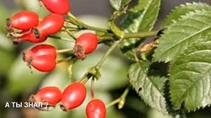 ВОССТАНОВИТЕ ПЕЧЕНЬ с ХОЛОСАС или ШИПОВНИКОМ