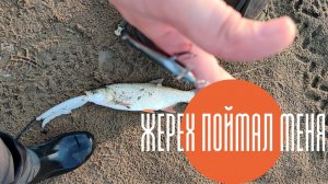 ШОК! Жерех ПОЙМАЛ рыболова. Рыбалка на спиннинг на Оке в августе 2021