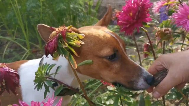 Поездка с Джек Расселами|Дача|Охота на кур, игра с мячиком, нюханье цветочков|Выпуск #5 смотреть онлайн