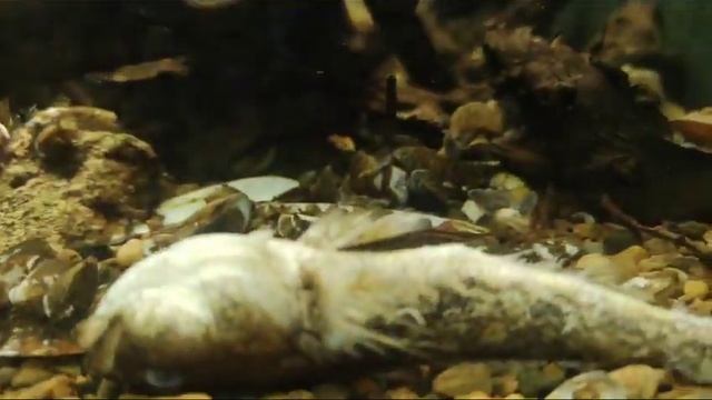 У БЫЧКОВ ПОМИНКИ ? смотреть онлайн