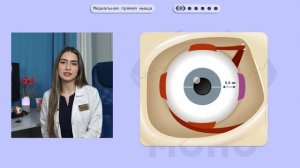 OphthalMONOgy. Глазодвигательные мышцы: строение и функции.