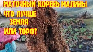 Маточный  корень. В чем лучше выращивать маточный корень малины