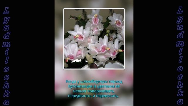 Шлюмбергера (Зигокактус, Декабрист, Рождественник, Рождественский кактус) УХОД смотреть онлайн