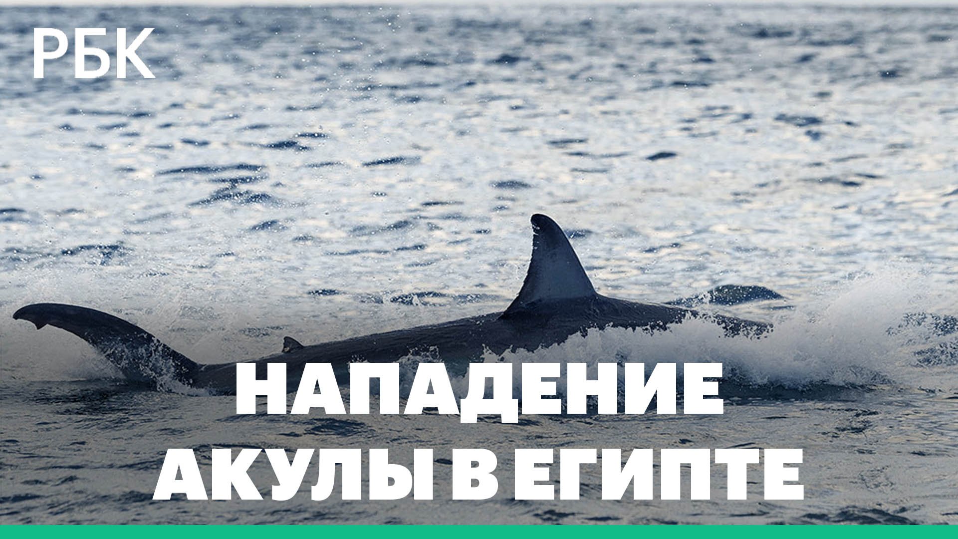 Россиянин погиб при нападении акулы в Хургаде