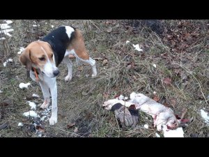 Охота с Русскими пегими гончими на зайца#18