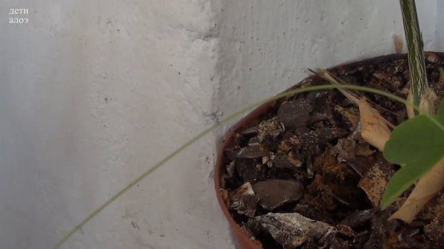 Лимон сбросил листья смотреть онлайн