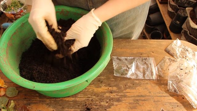 Бегония ЭЛАТИОР - УЧИМСЯ РАЗМНОЖАТЬ! Результаты укоренения ГОТОВЫ в этом видео ))) смотреть онлайн