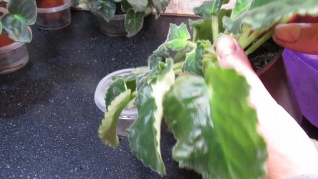 Фиалка отцвела . Что дальше ? Отличное цветение ! смотреть онлайн