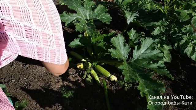 Почему гниют завязи у кабачков на кусту? что делать если гниют кабачки? смотреть онлайн