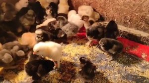 ВЫЛУПЛЕНИЕ ЦЫПЛЯТ. ЧЕМ КОРМИТЬ И ПОИТЬ С ПЕРВЫХ ДНЕЙ. КОРМЛЕНИЕ ЦЫПЛЯТ КРУПАМИ. ТЕЛЕНОК НА ТРАВЕ