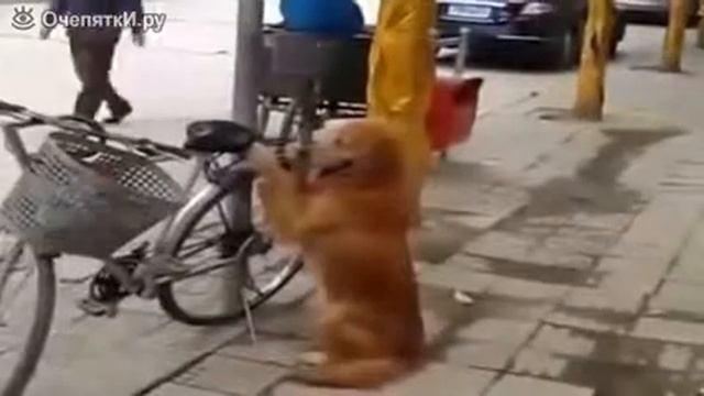 Самая верная сигнализация для велика смотреть онлайн