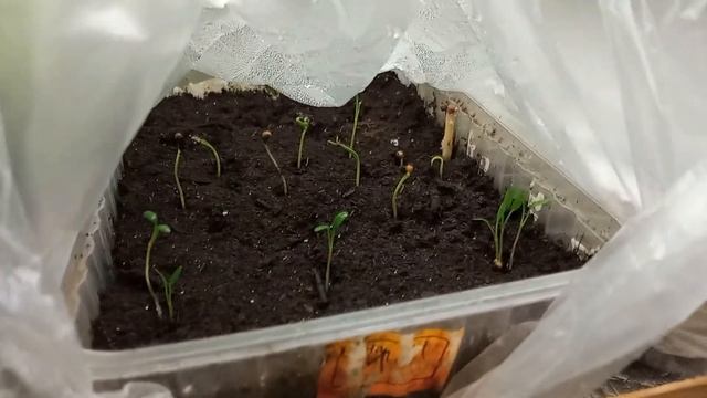 #посевдекабрь Обзор всходов и черенков. С Наступающим!)))???☃️?❄ смотреть онлайн