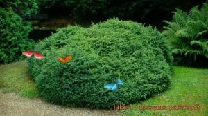 Ель канадская Эхиниформис (picea echiniformis) ? обзор: как сажать, саженцы ели Эхиниформис