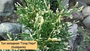 Стрижка хвойных с раннего возраста.Формирую голубую ель " Мисти Блю".