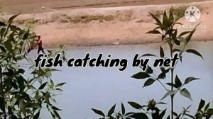 fish catching by net  by villager's in deshi pokhra#youtube #fishing #villagelife #trendingvidio