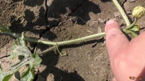 Нельзя пасынковать арбуз? Растут ли арбузы на пасынках?