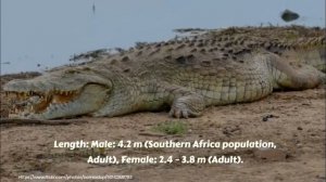 Nile crocodile (Crocodylus niloticus)