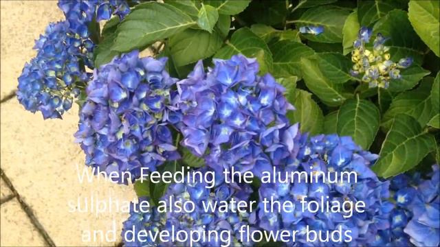 Blue Hydrangea, Turn from pink to blue, advice and help. смотреть онлайн