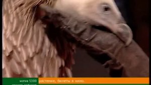 Сип Белоголовый