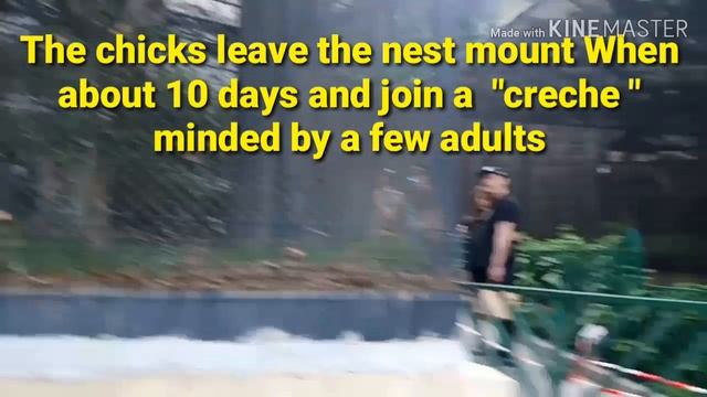 AMERICAN FLAMINGO & RED CROWNED CRANE смотреть онлайн