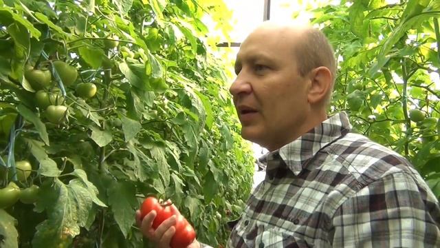 ТОМАТ МАСКО F1 - РАННИЙ, БЫСТРО ЗРЕЮЩИЙ ПОМИДОР (07-10-2019) смотреть онлайн